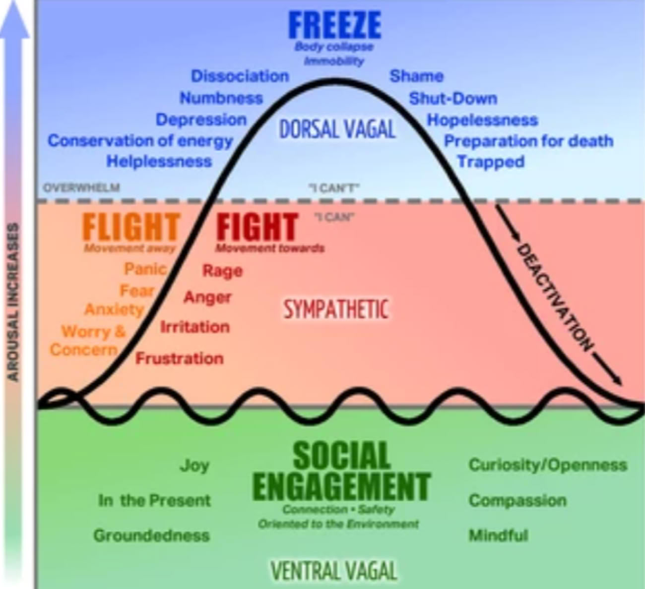 Polyvagal View of the ANS